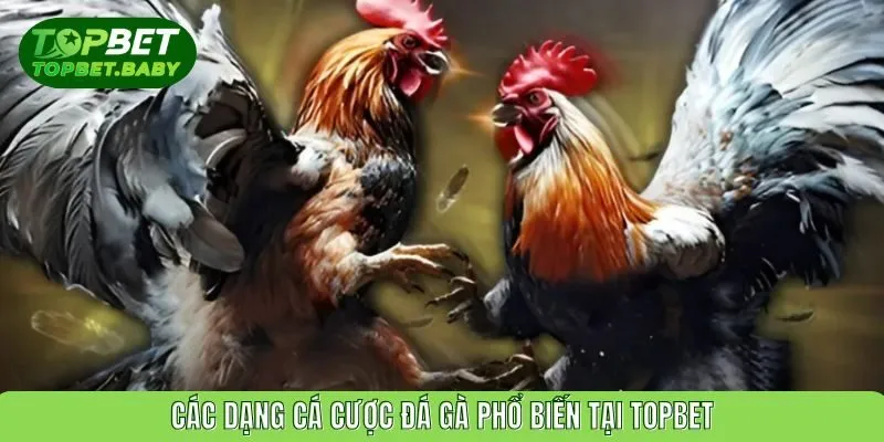 Các dạng cá cược đá gà phổ biến tại TOPBET