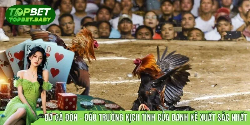 Đá Gà Đòn - Đấu Trường Kịch Tính Của Danh Kê Xuất Sắc Nhất