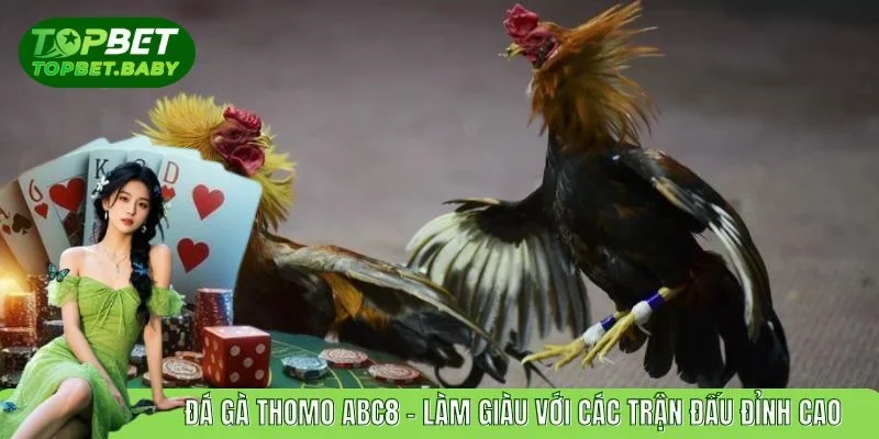 Đá Gà Thomo ABC8 - Làm Giàu Với Các Trận Đấu Đỉnh Cao