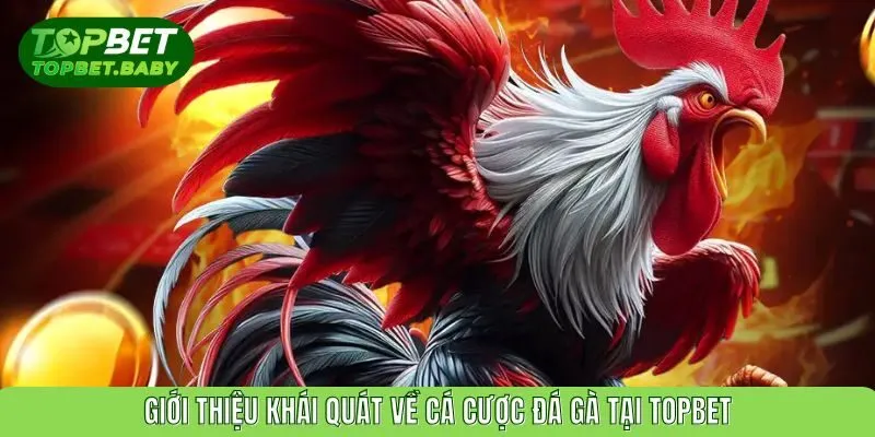 Giới thiệu khái quát về cá cược đá gà tại TOPBET