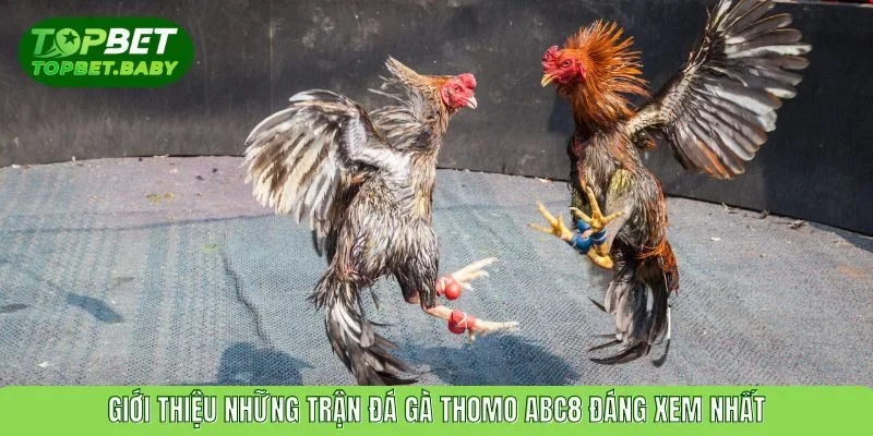Giới thiệu những trận đá gà Thomo ABC8 đáng xem nhất