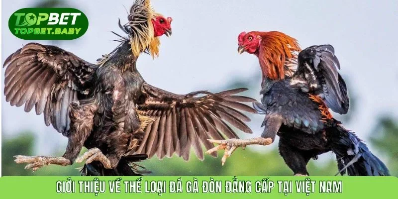 Giới thiệu về thể loại đá gà đòn đẳng cấp của Việt Nam