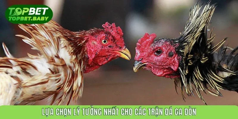 Lựa chọn lý tưởng nhất cho các trận đá gà đòn