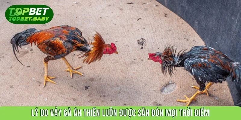 Lý do vảy gà án thiên luôn được săn đón mọi thời điểm