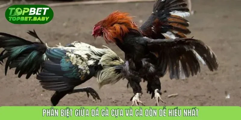 Phân biệt giữa đá gà cựa và gà đòn dễ hiểu nhất