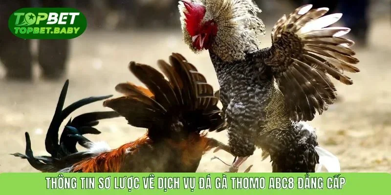 Thông tin sơ lược về dịch vụ đá gà Thomo ABC8 đẳng cấp