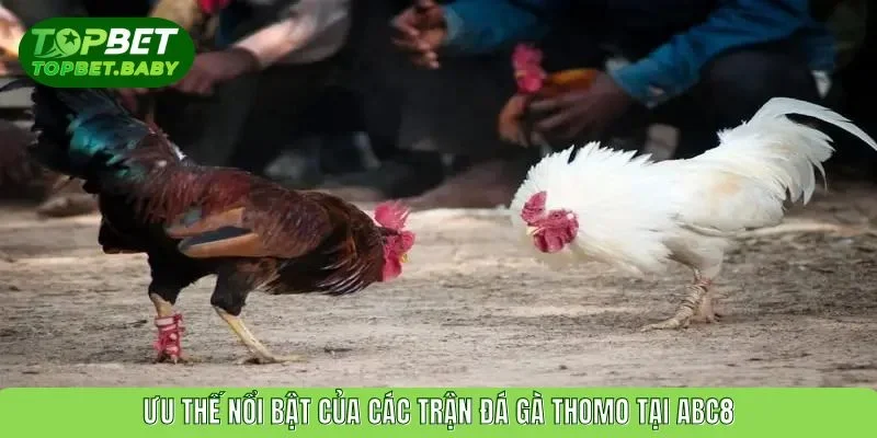 Ưu thế nổi bật của các trận đá gà Thomo tại ABC8