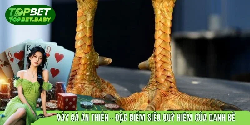 Vảy Gà Án Thiên - Đặc Điểm Siêu Quý Hiếm Của Danh Kê